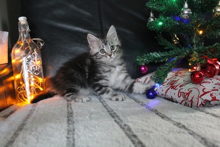 Stella241214 7v 7